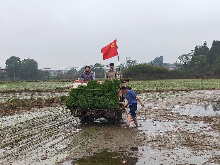帮助农民机械化插秧.jpg
