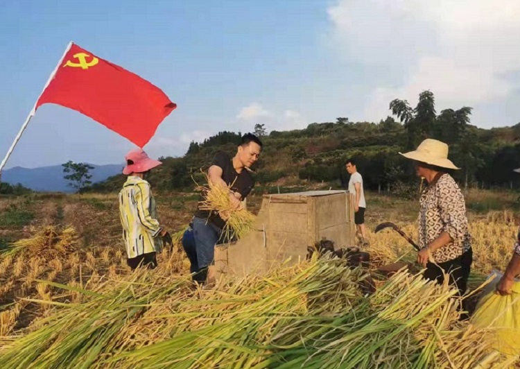 稻谷.jpg